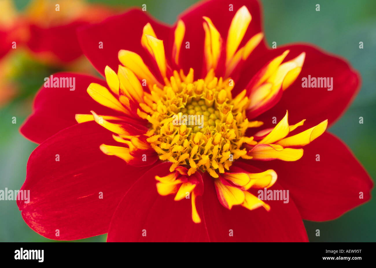 Dahlia impressione Festivo Compositae Asteraceae folte estate fiore in prossimità della testa di fiori REGNO UNITO Foto Stock