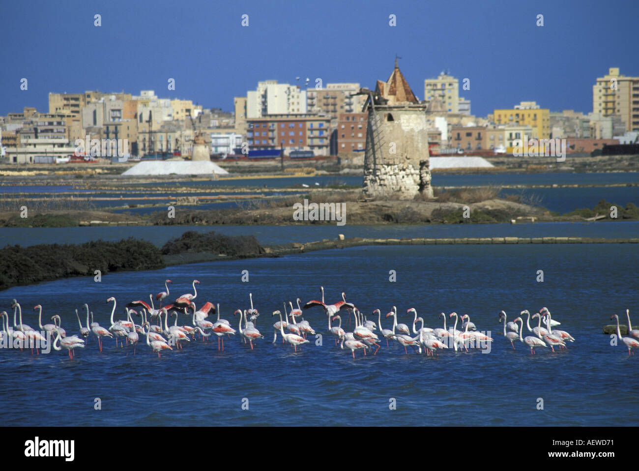 Fenicotteri rosa a Saline di Trapani Sicilia Italia Foto stock - Alamy