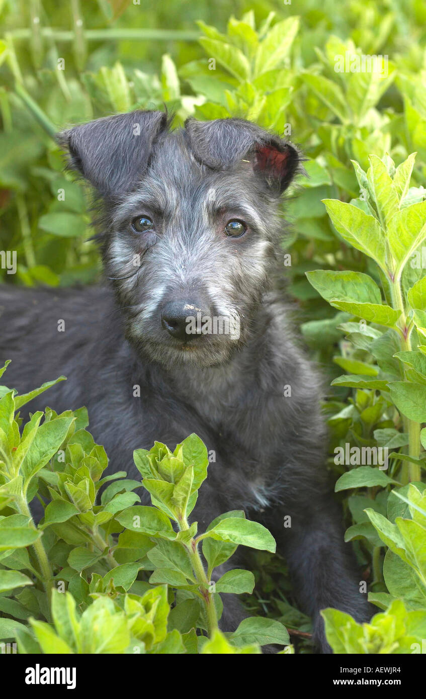 Deerhound Puppy sdraiato in fogliame Foto Stock