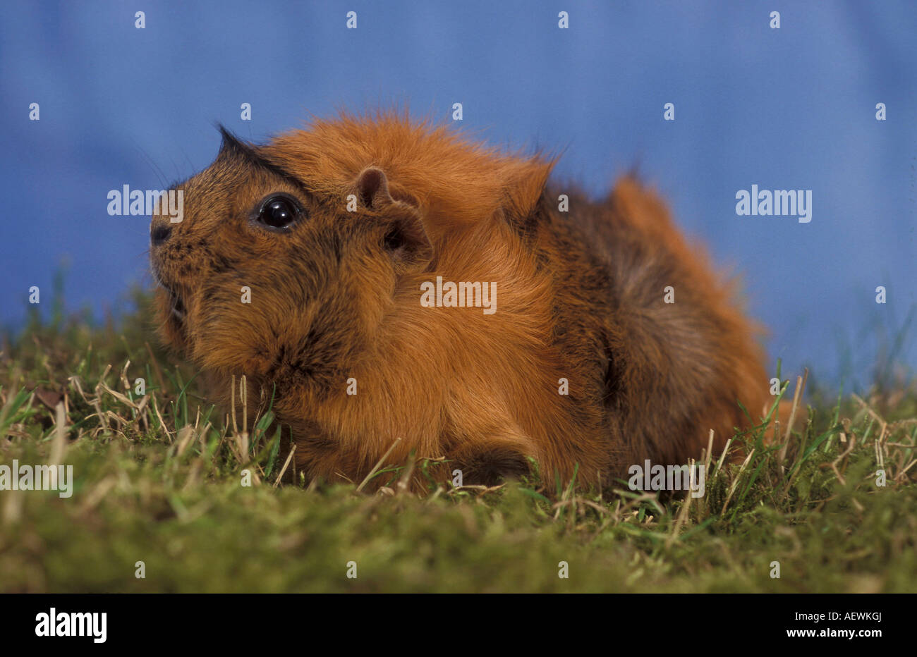In rosette cavia Foto Stock