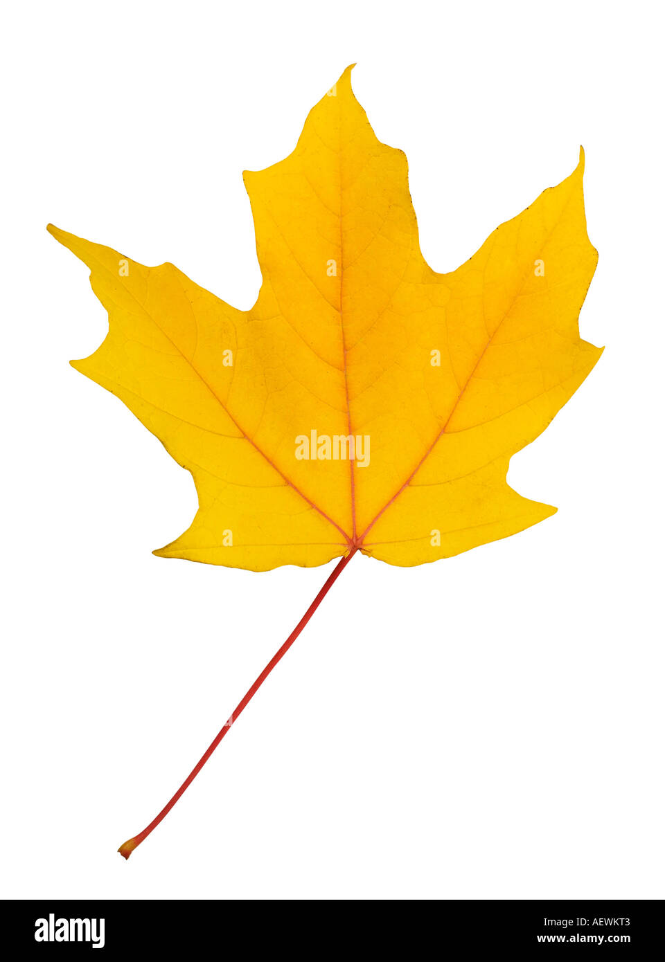 Primo piano di foglie di autunno Foto Stock