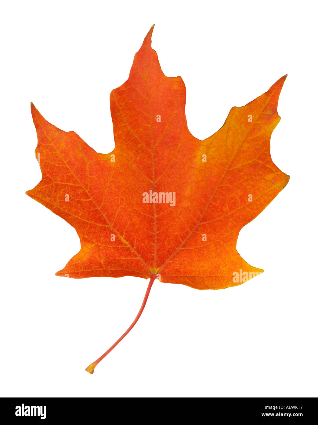 Primo piano di foglie di autunno Foto Stock