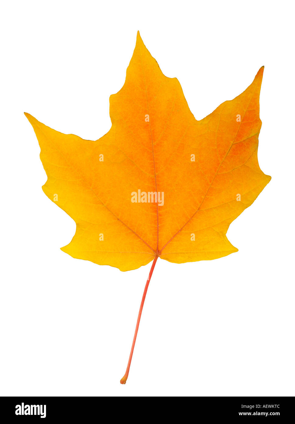 Primo piano di foglie di autunno Foto Stock