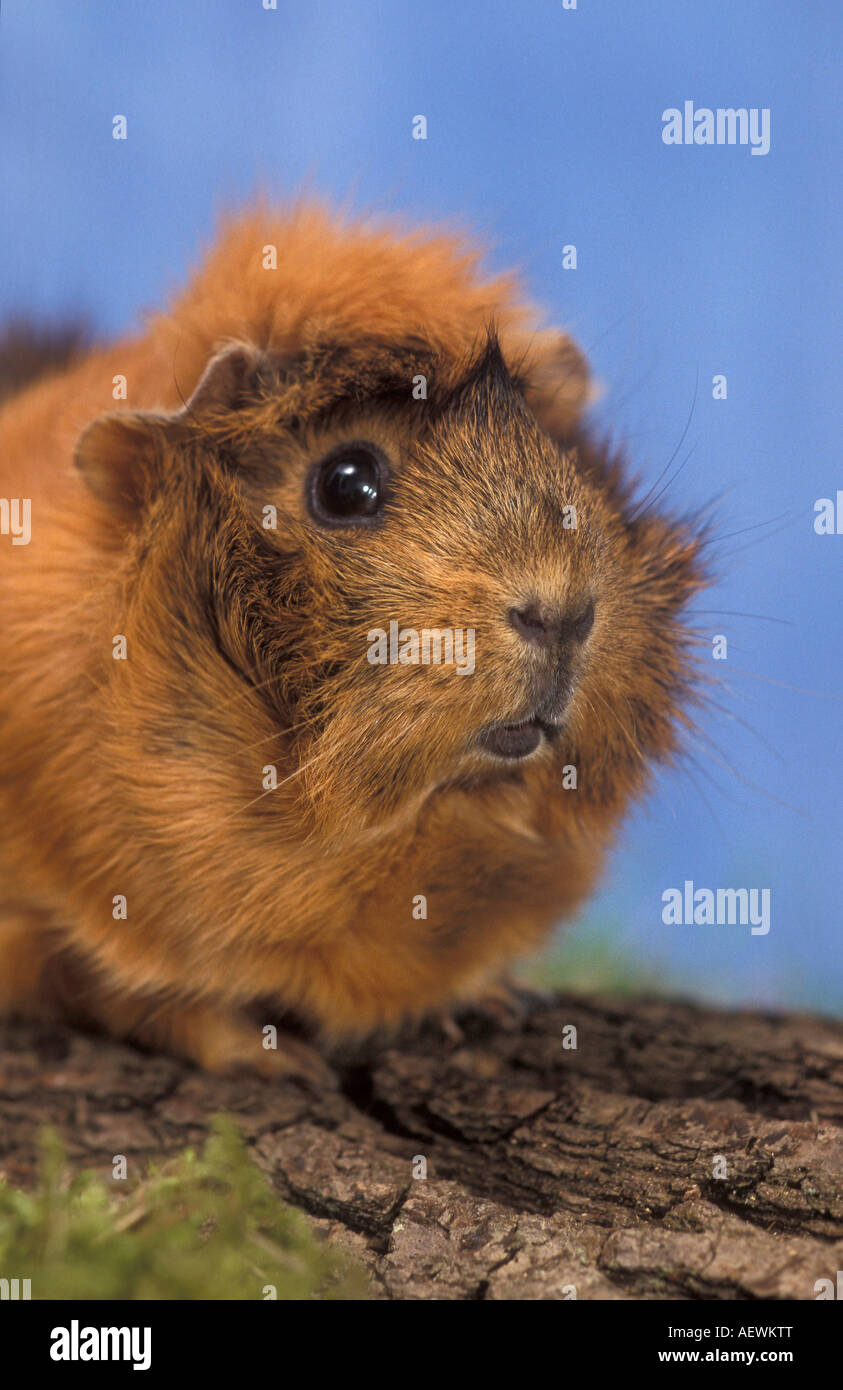 In rosette cavia Foto Stock