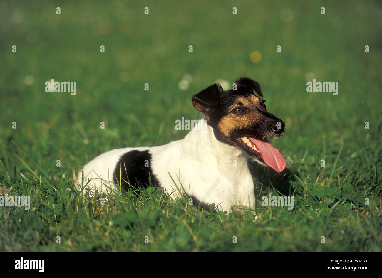 Jack Russel Terrier di riposo in un campo Foto Stock