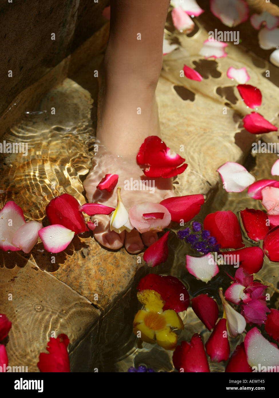 In prossimità di una donna s piedi immerso in acqua con petali di fiori Foto Stock