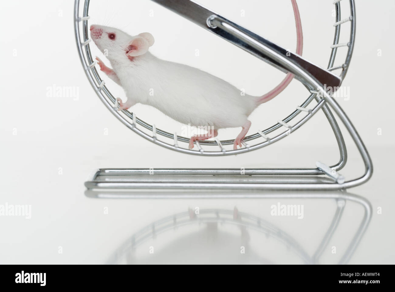 Mouse bianco in esecuzione su ruota Foto Stock