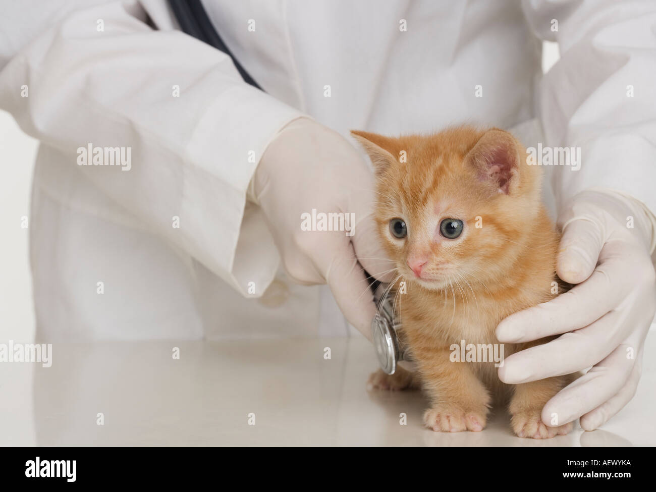 Veterinario mani esaminando gattino Foto Stock