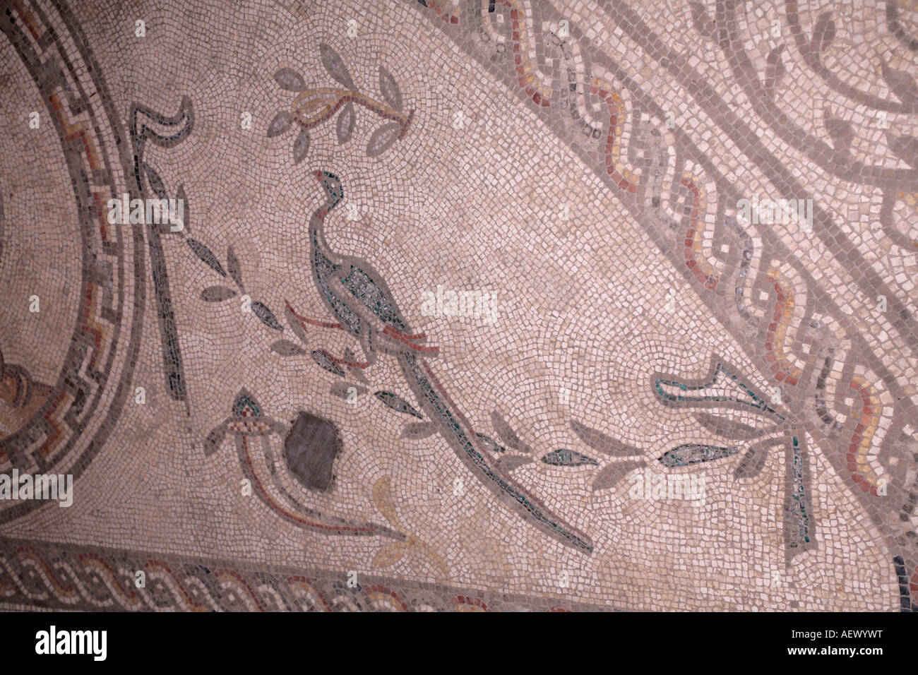 Uccello a coda lunga (forse un pavone) e pesci mosaici romani a Bignor Roman Villa, West Sussex, Inghilterra, Regno Unito Foto Stock