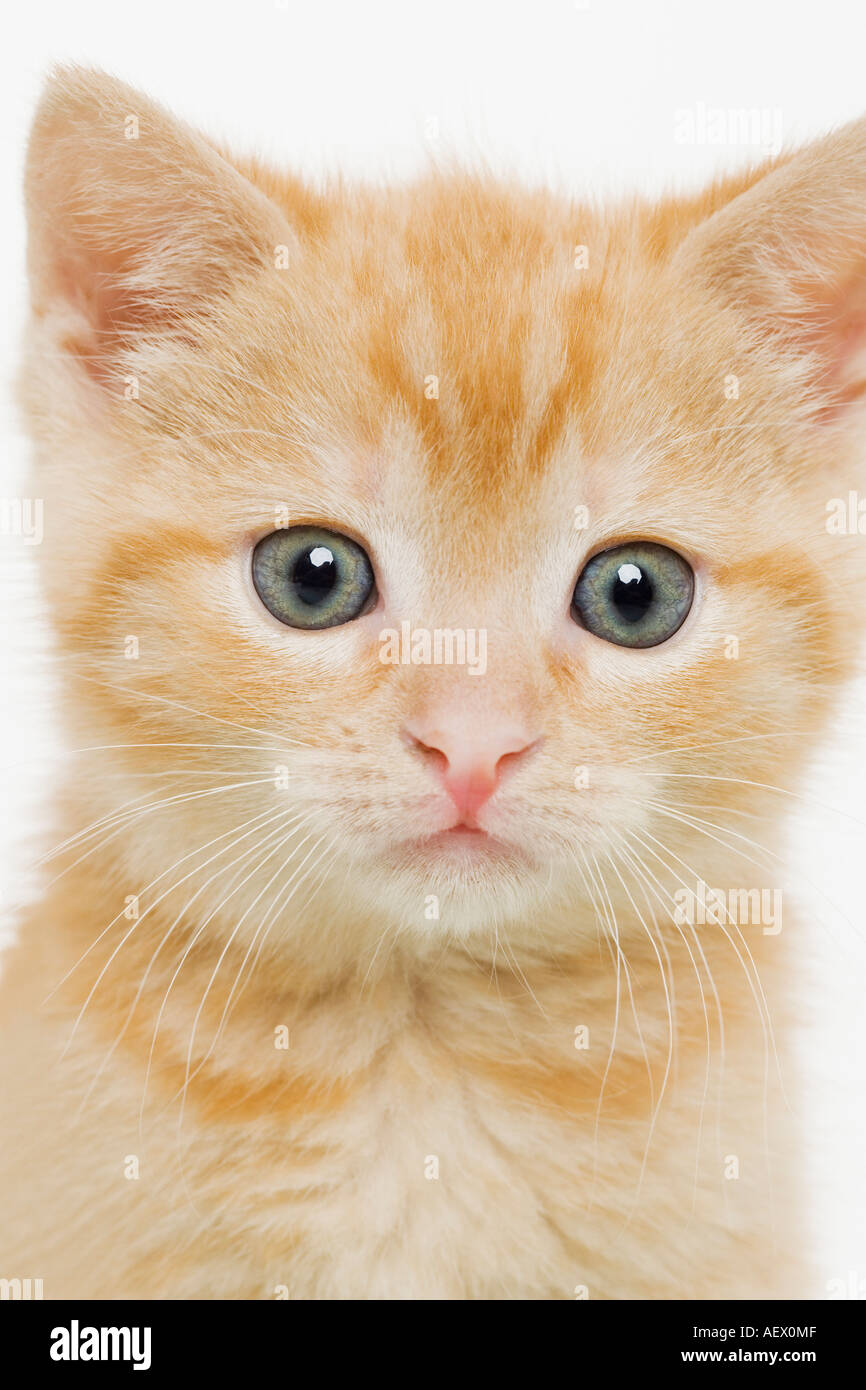 Ritratto di un gattino Foto Stock