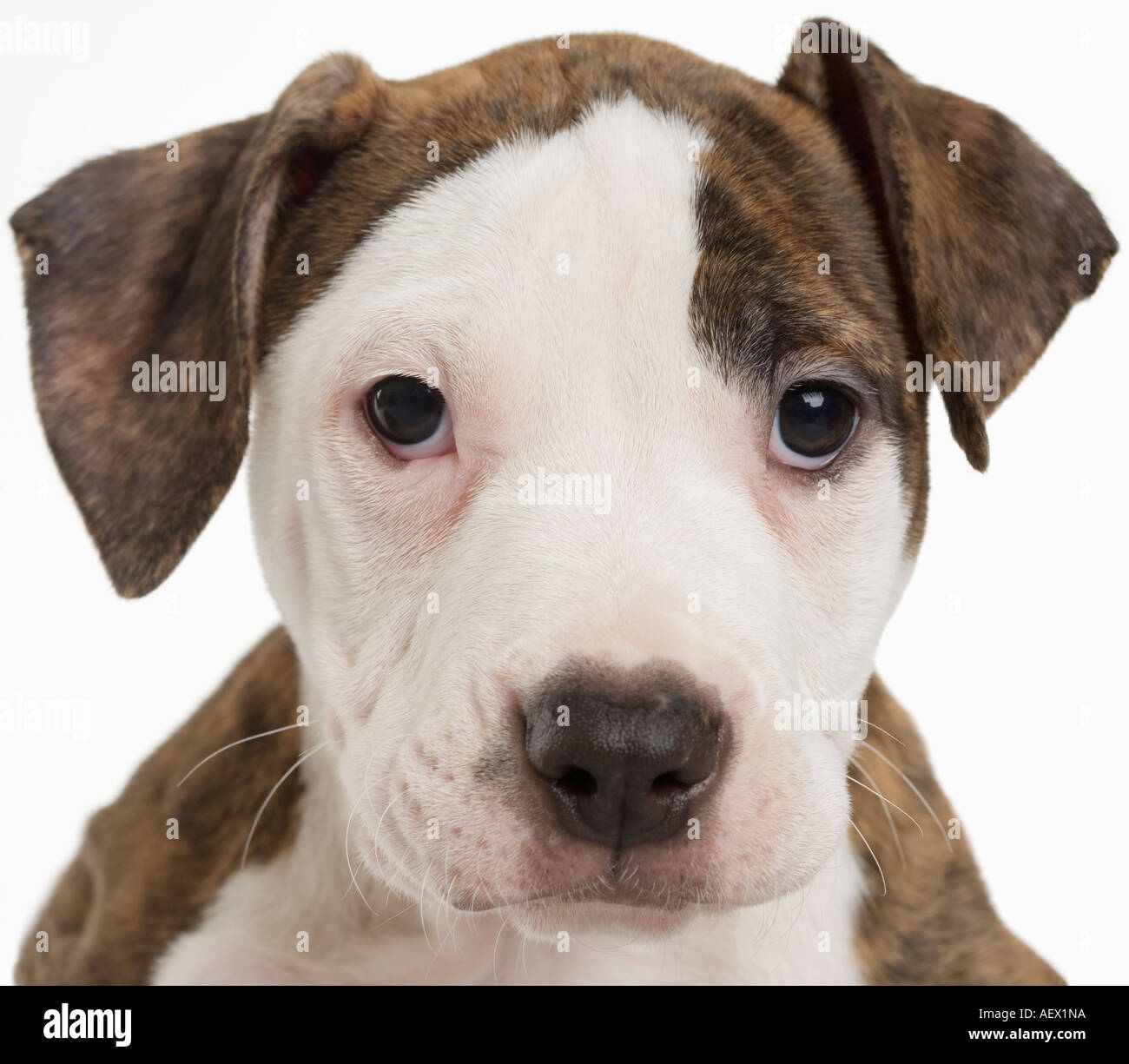 Ritratto di un cucciolo di pitbull Foto Stock