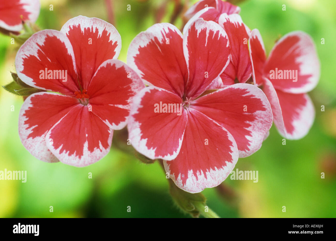 Close up di cluster di profondo rosa e bianco flowerheads della pianta perenne single-biancheria da letto fiorito geranio o Pelargonium Foto Stock