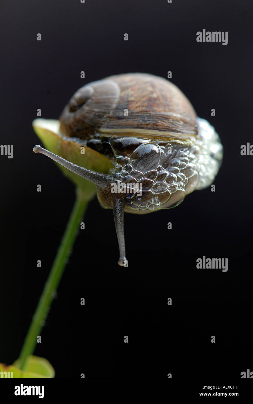 Giardino in comune va a passo di lumaca - Helix Aspersa con bolle Foto Stock
