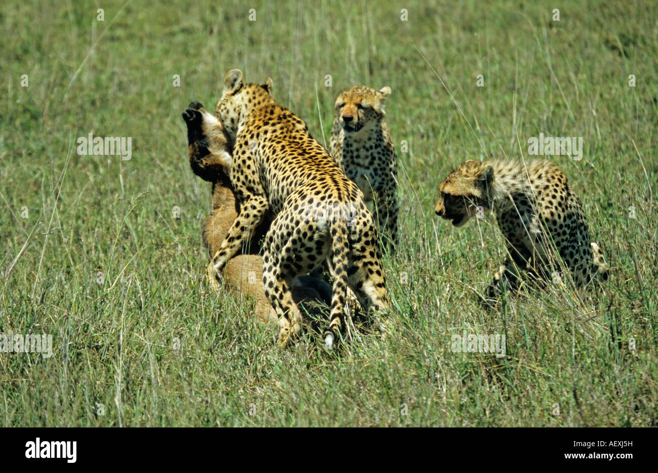 Ghepardo Acinonyx jubatus rendendo un kill su un vitello gnu sul Serengeti East Africa Tanzania Foto Stock