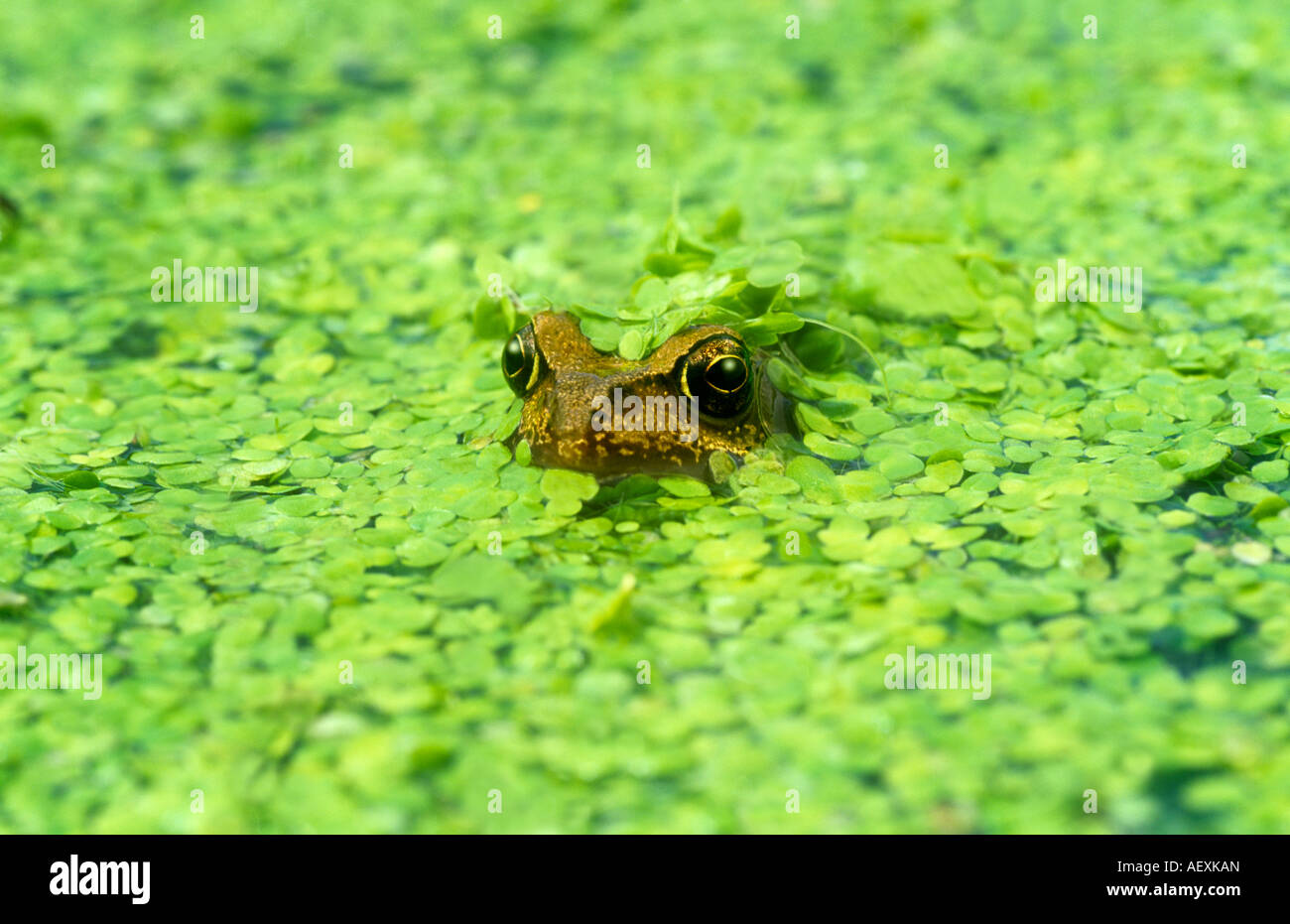 Rana nella lenticchie d'acqua Foto Stock
