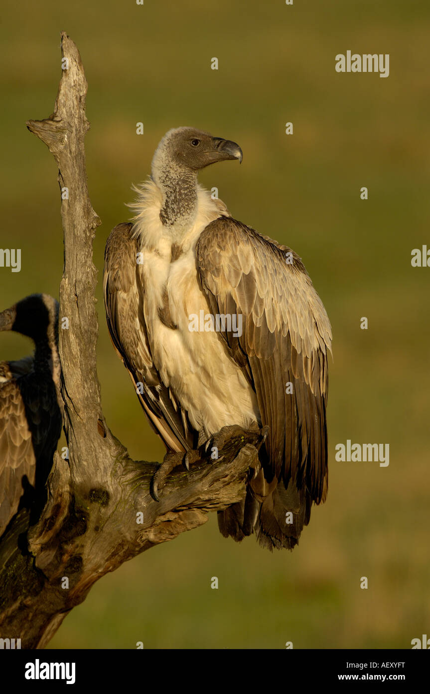 Dorso bianco Vulture Gyps africanus Masai Mara Kenya Foto Stock