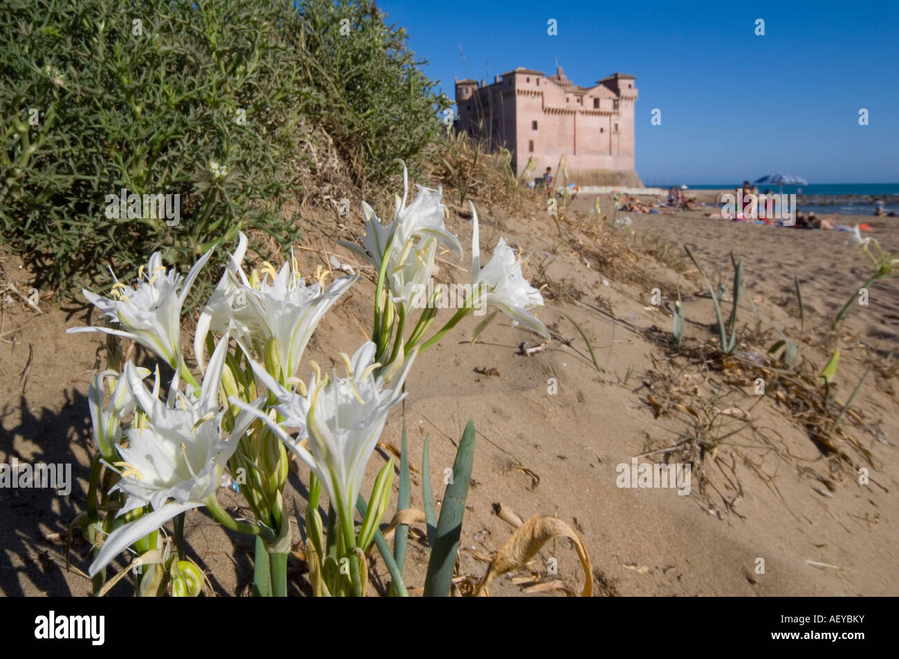 Fiori sulla spiaggia e il castello di background lungo il litorale del Lazio in Italia Foto Stock