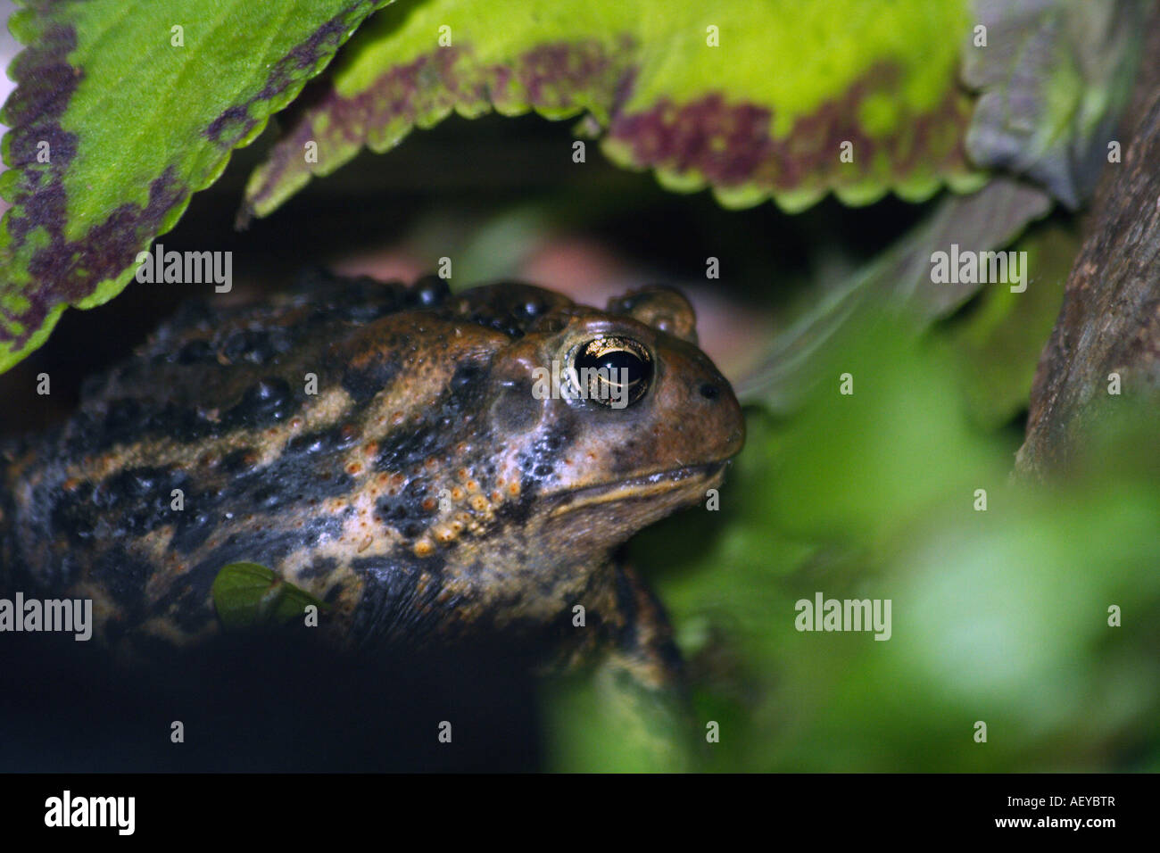 American toad (Bufo americanus) presso Brookfield Zoo Foto Stock