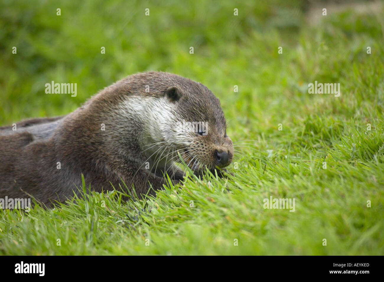 Un maschio adulto lontra (Lutra lutra) mangiando un pesce sulla riva erbosa nel Sussex, Inghilterra Foto Stock