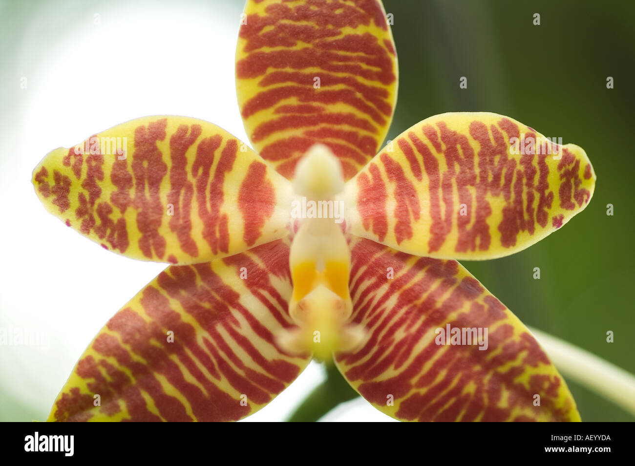 In prossimità di una Phalaenopsis amboinensis orchid Kuala Lumpur in Malesia a sud est asiatico Foto Stock