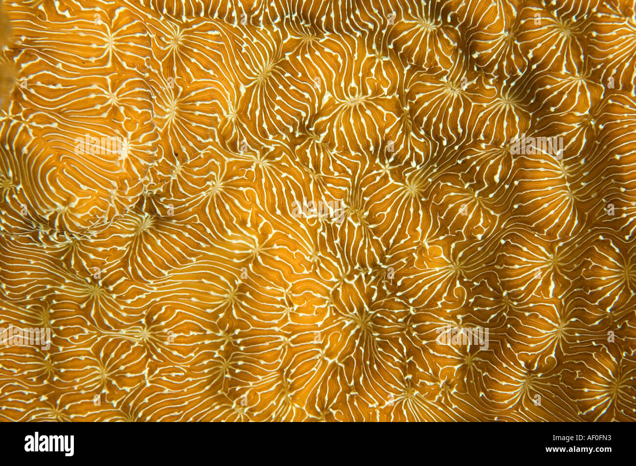 I dettagli di texture di coralli duri, Bali Indonesia. Foto Stock