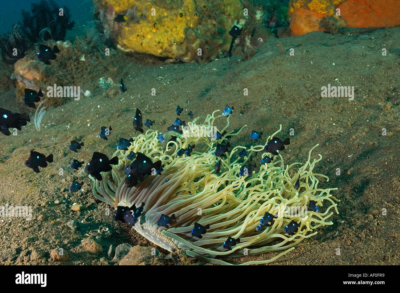 Tre spot damselfishes, Dascyllus trimaculatus, in un anemone, Heteractis crispa, Bali Indonesia. Foto Stock