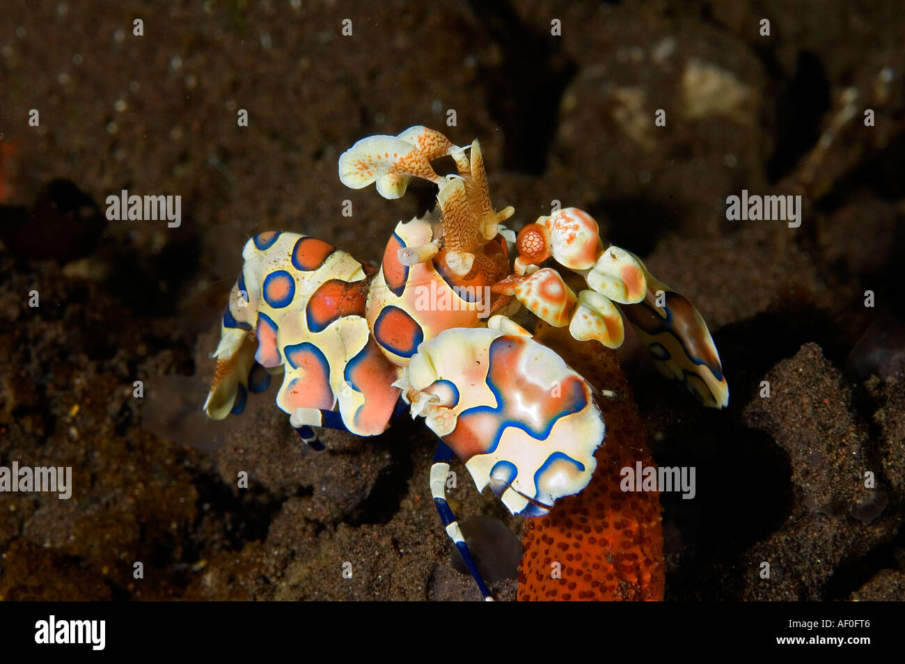 Gambero Arlecchino, Hymenocera elegans, alimentazione su una stella di mare, Bali Indonesia. Foto Stock