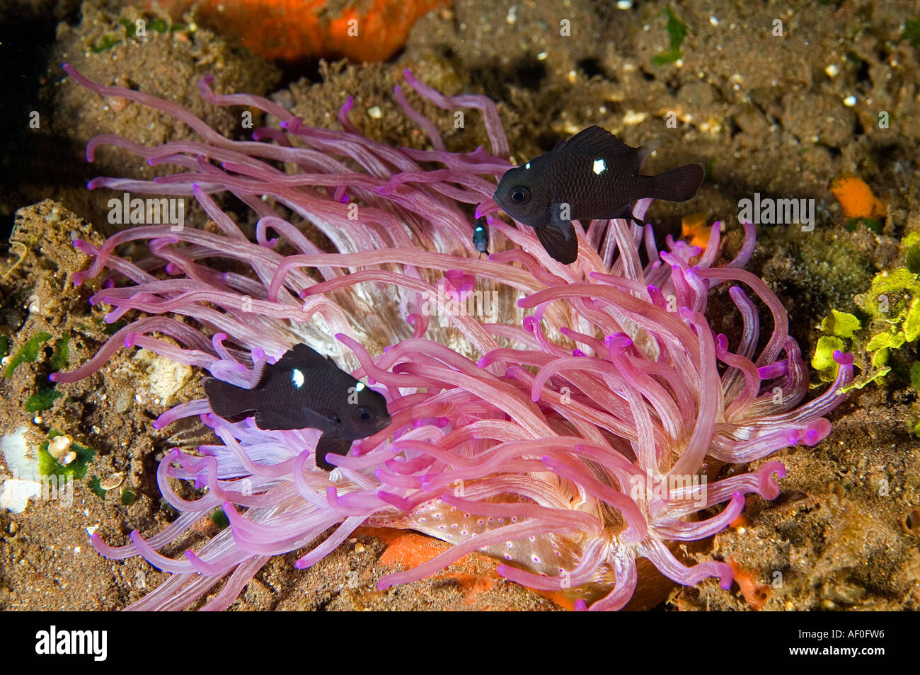 Tre spot damselfishes, Dascyllus trimaculatus, in un anemone, Heteractis crispa, Bali Indonesia. Foto Stock