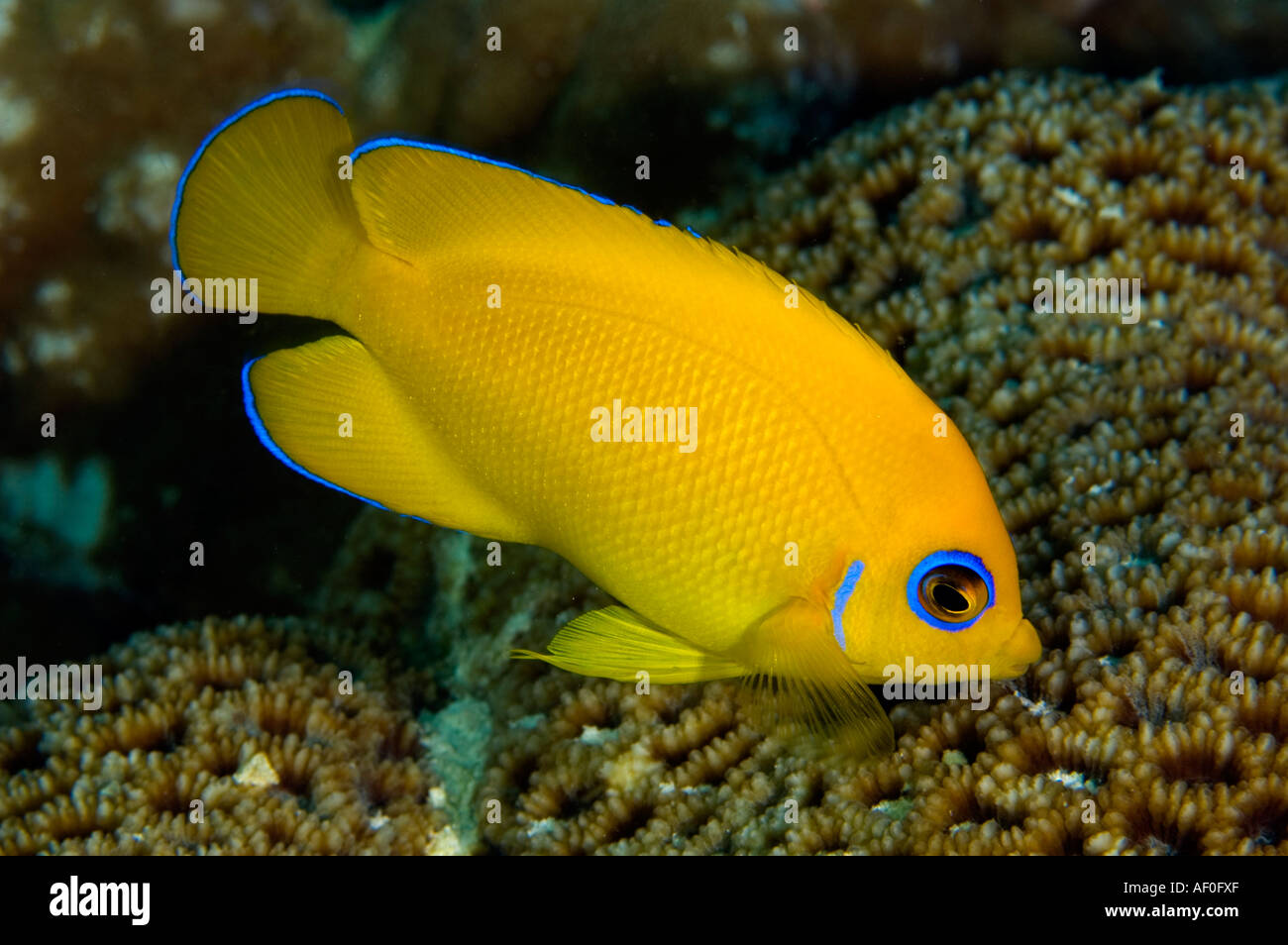 Lemonpeel angelfish Centropyge flavissimus alimentare su coral polipi. Isola Kritimati Kribati. Foto Stock