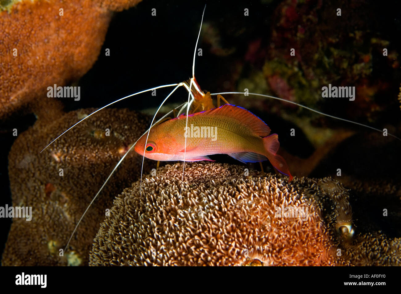 Detergente per la pulizia di gamberetti un anthias Pseudanthias cooperi Kritimati Isola Kribati. Foto Stock