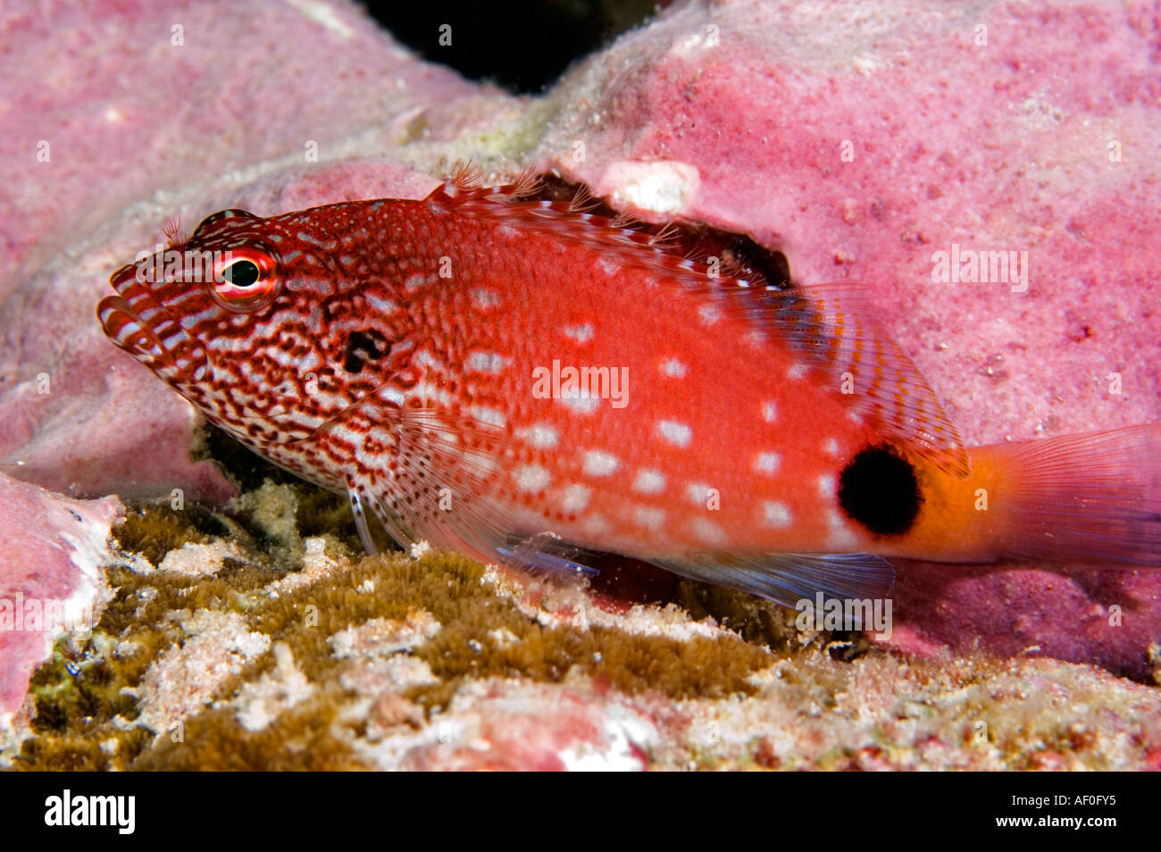White spotted hawkfish Cirrhitops hubbardi specie endemiche di Phoenix e Isole della linea. Isola Kritimati Kribati. Foto Stock