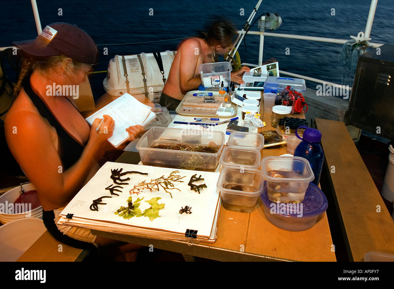 Jennifer Smith e Stuart Sandin lavorando sui loro campioni e dati isola Kritimati Kribati. Foto Stock