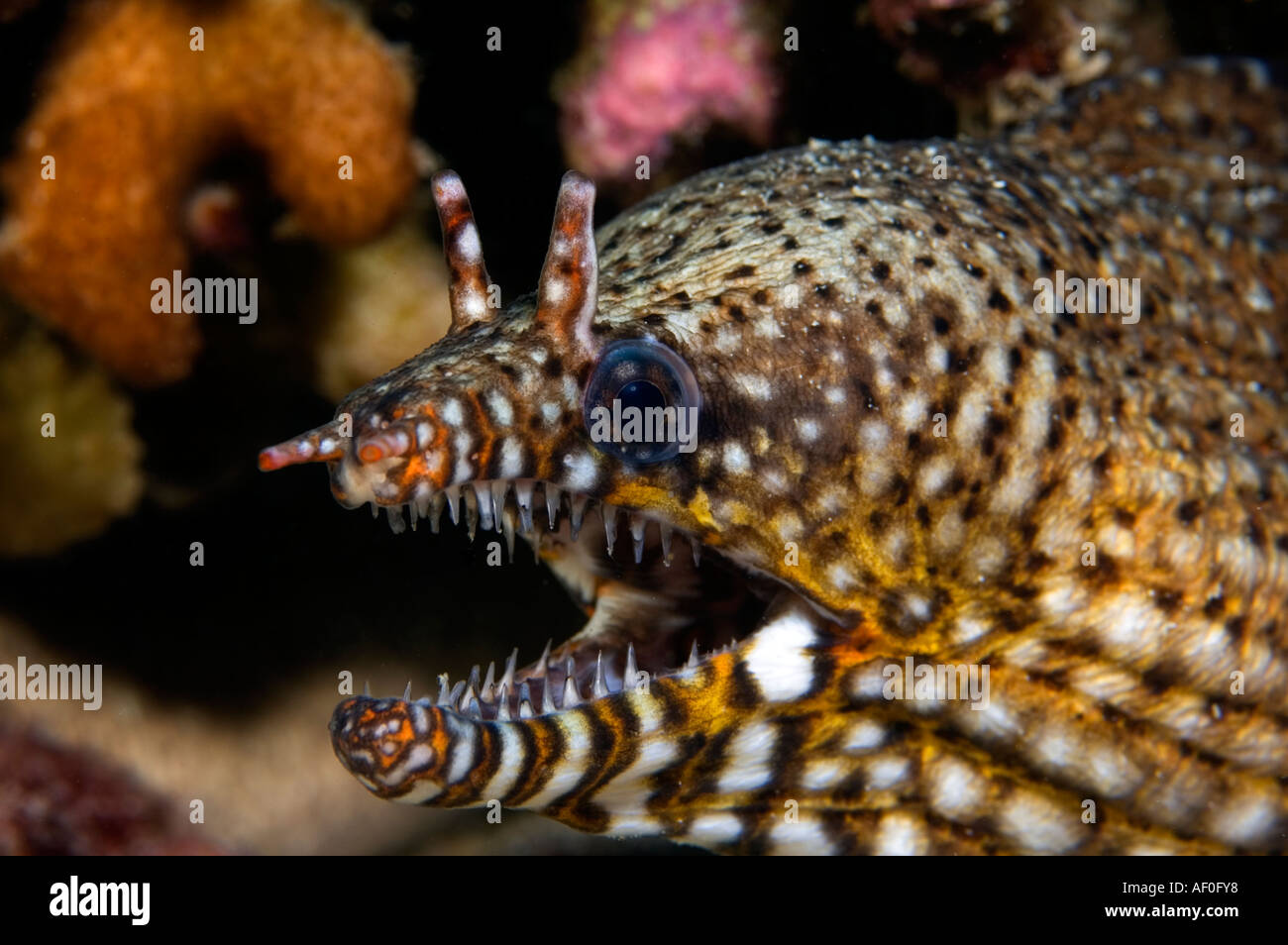 Dragon moray Enchelycore pardalis. Isola Kritimati Kribati Foto Stock
