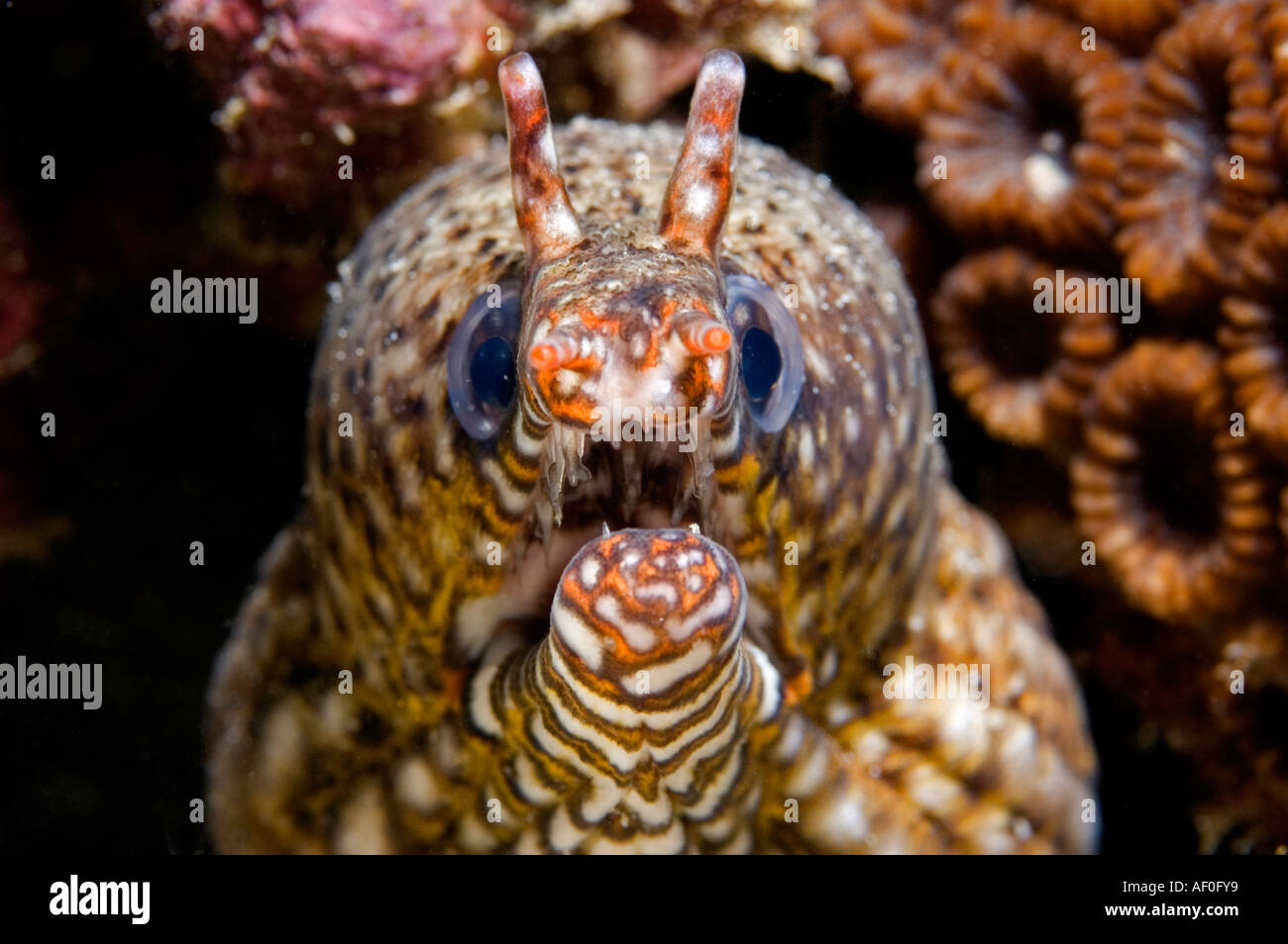 Dragon moray Enchelycore pardalis. Isola Kritimati Kribati Foto Stock