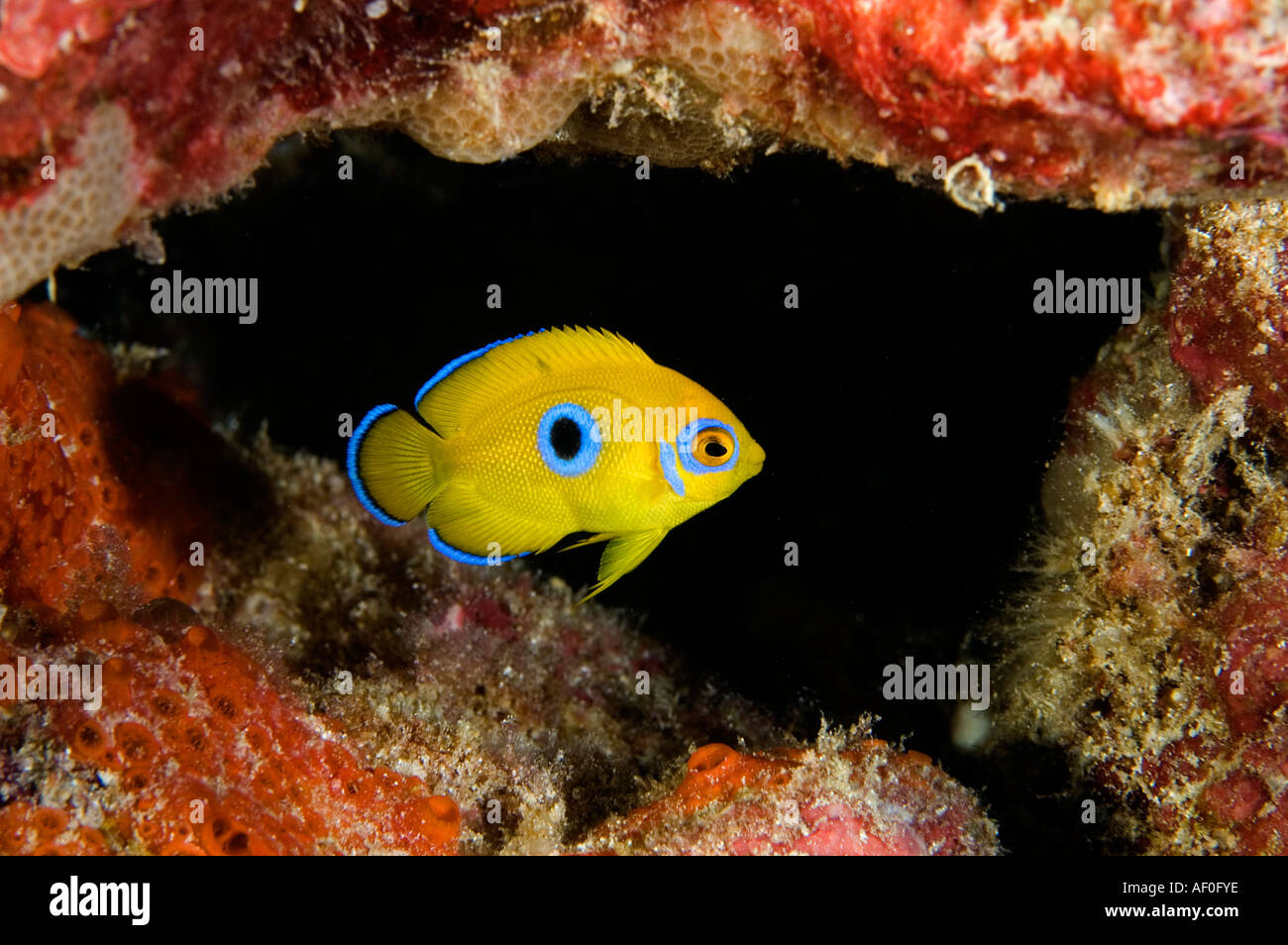 I capretti Lemonpeel angelfish Centropyge flavissimus macchia blu scomparirà quando matura. Isola Kritimati Kribati. Foto Stock