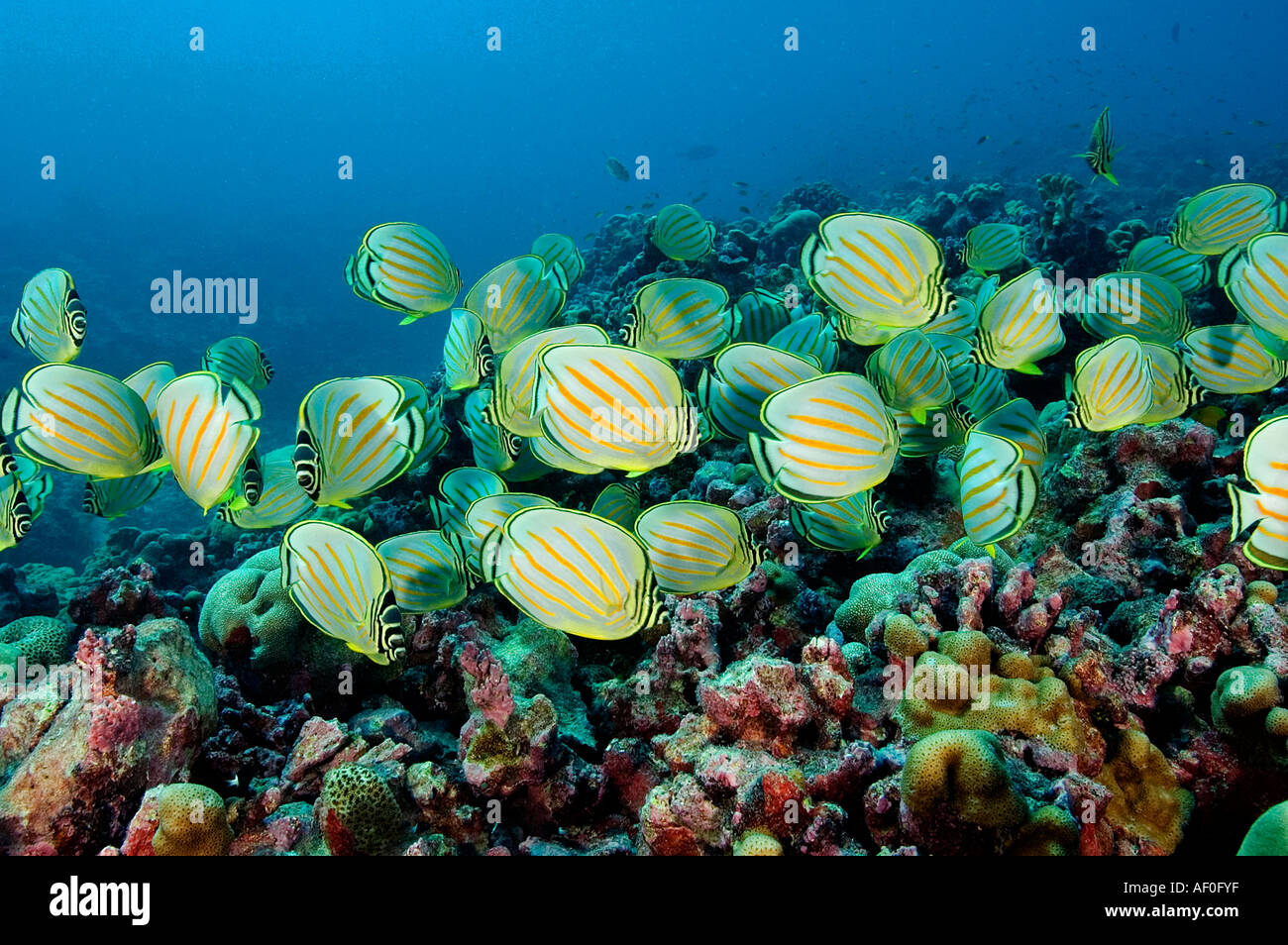 Scuola di ornato butterflyfishes Chaetodon ornatissimus. Isola Kritimati Kribati. Foto Stock