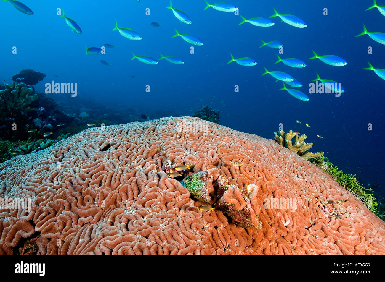 Brain coral Lobifolia hemprichi. Tabuaeran (Fanning) Isola, Kribati. Foto Stock