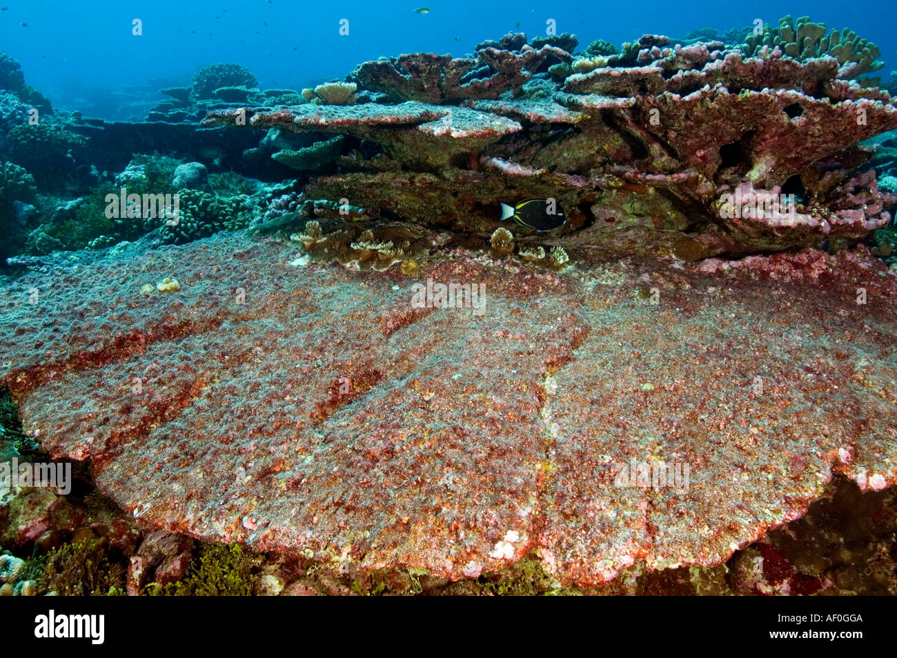 Tabella morto coral Acropora sp. Tabuaeran (Fanning) Isola, Kribati Foto Stock