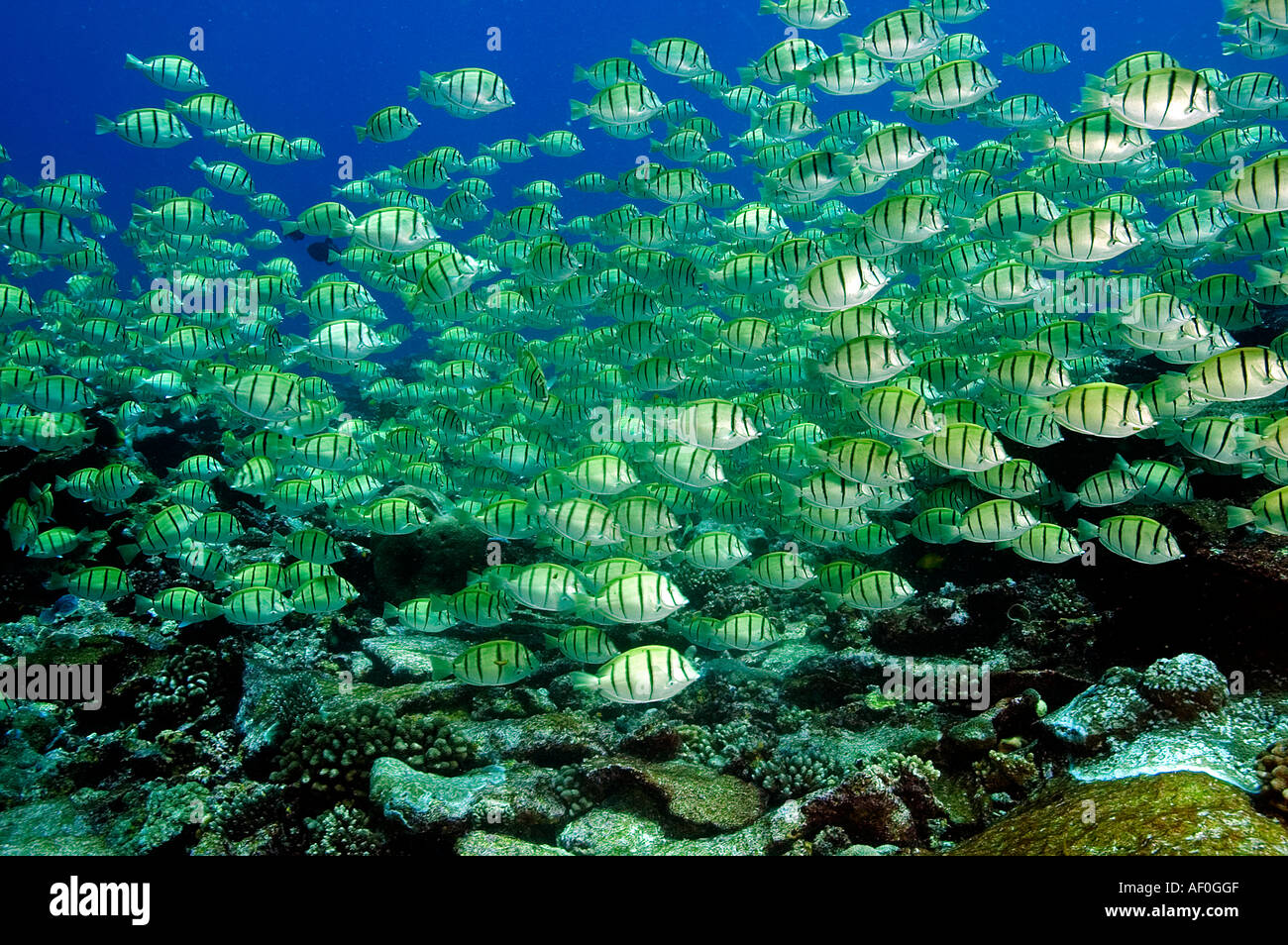 Surgeonfishes trusty Acanthurus triostegus scuola massiccia di un comportamento alimentare Foto Stock
