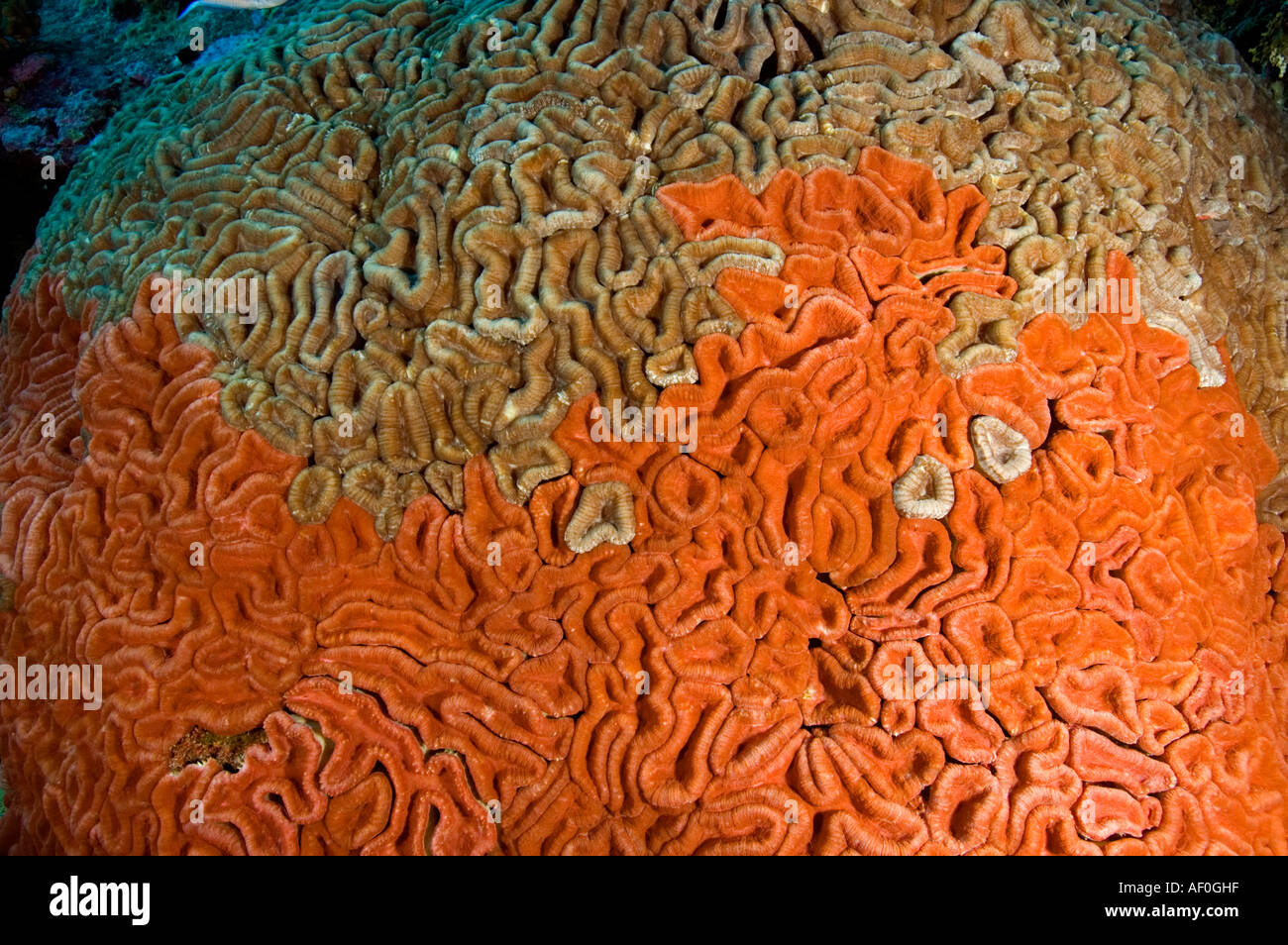 Diversi pigmenti di colore nel cervello stesso corallo. Tabuaeran (Fanning Island) laguna, Kribati. Foto Stock