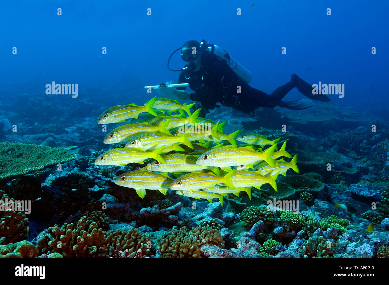 Pesce biologi Enric Sala durante il sondaggio di pesce. Tabuaeran (Fanning Island) laguna, Kribati. Foto Stock