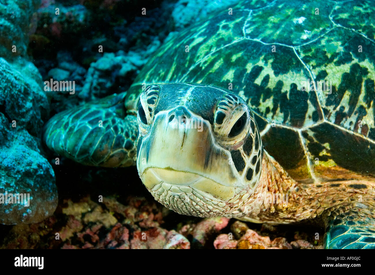 Tartaruga Verde in appoggio Chelonia Mydas atollo Palmyra Sud Pacifico Foto Stock
