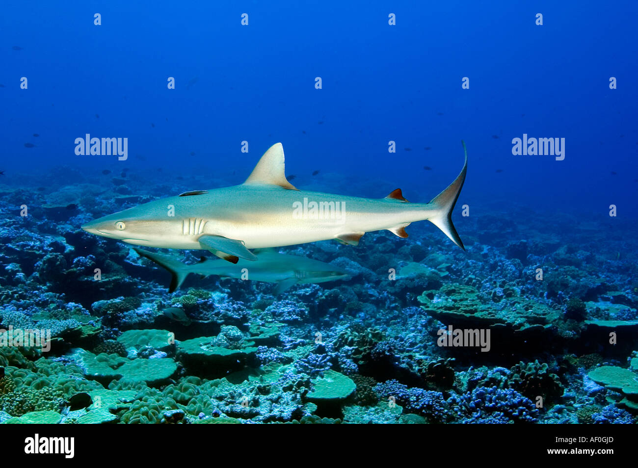 Lo squalo grigio di barriera Carcharhinus amblyrhynhos in Palmyra Foto Stock