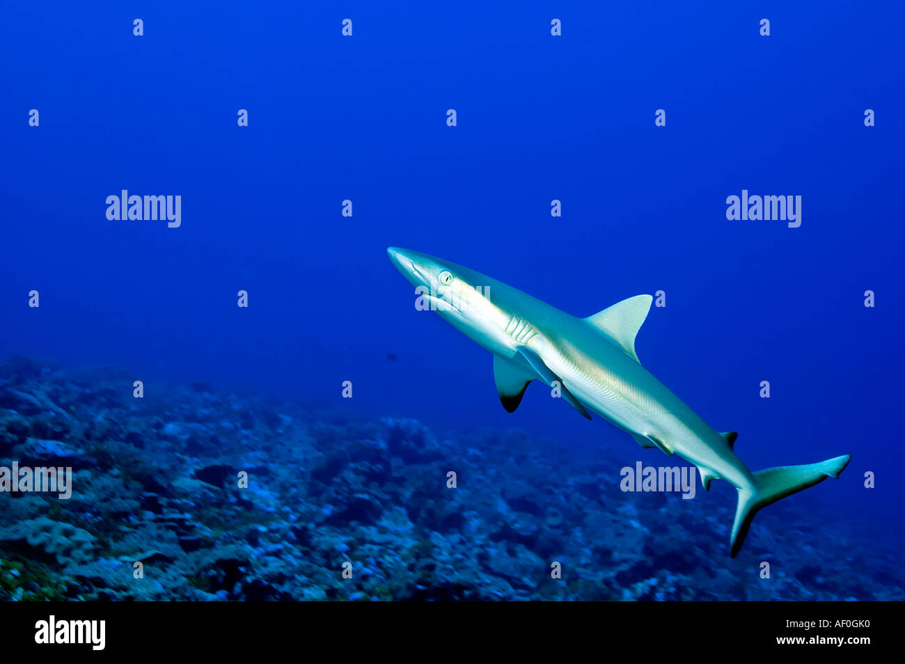 Lo squalo grigio di barriera Carcharhinus amblyrhynhos in atollo Palmyra Foto Stock