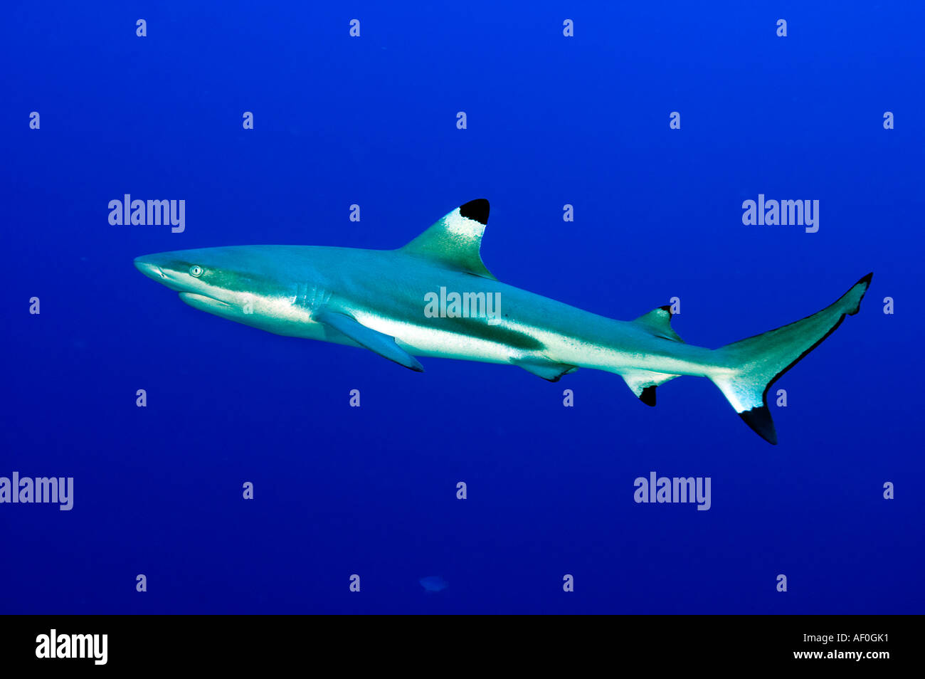 Reef squali blacktip Carcharhinus melanopterus atollo Palmyra Foto Stock