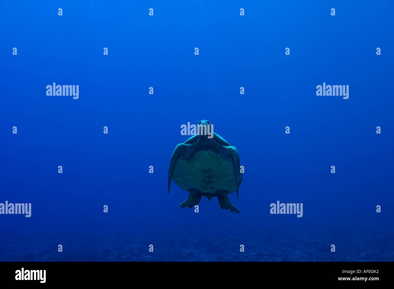 Tartaruga Verde Chelonia Mydas atollo Palmyra Foto Stock