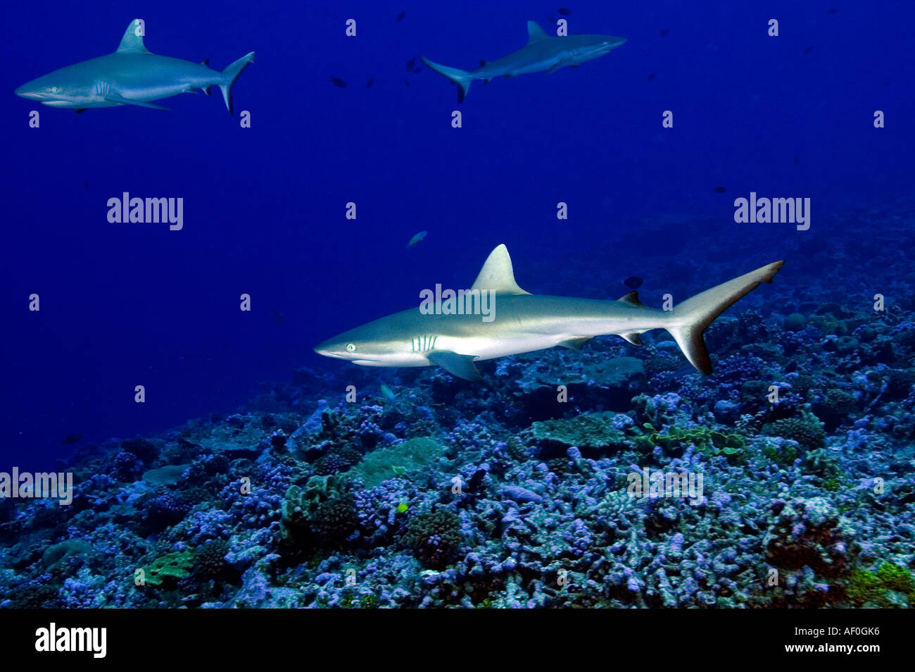 Lo squalo grigio di barriera Carcharhinus amblyrhynhos in Palmyra Foto Stock