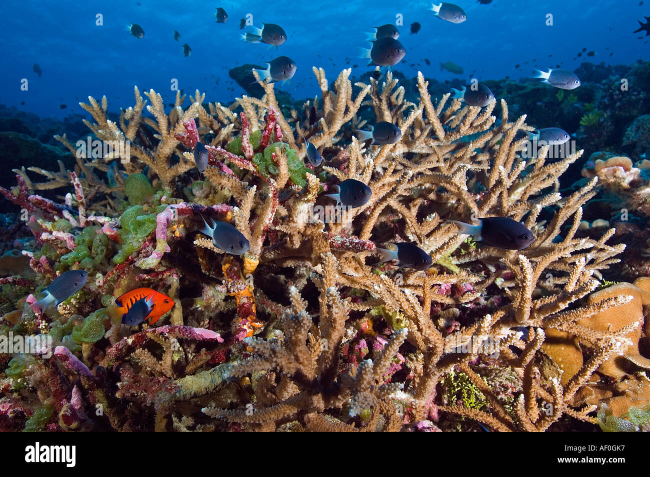 Reef scenic con staghorn coralli e nero Chromis chromis xanthura atollo Palmyra Foto Stock