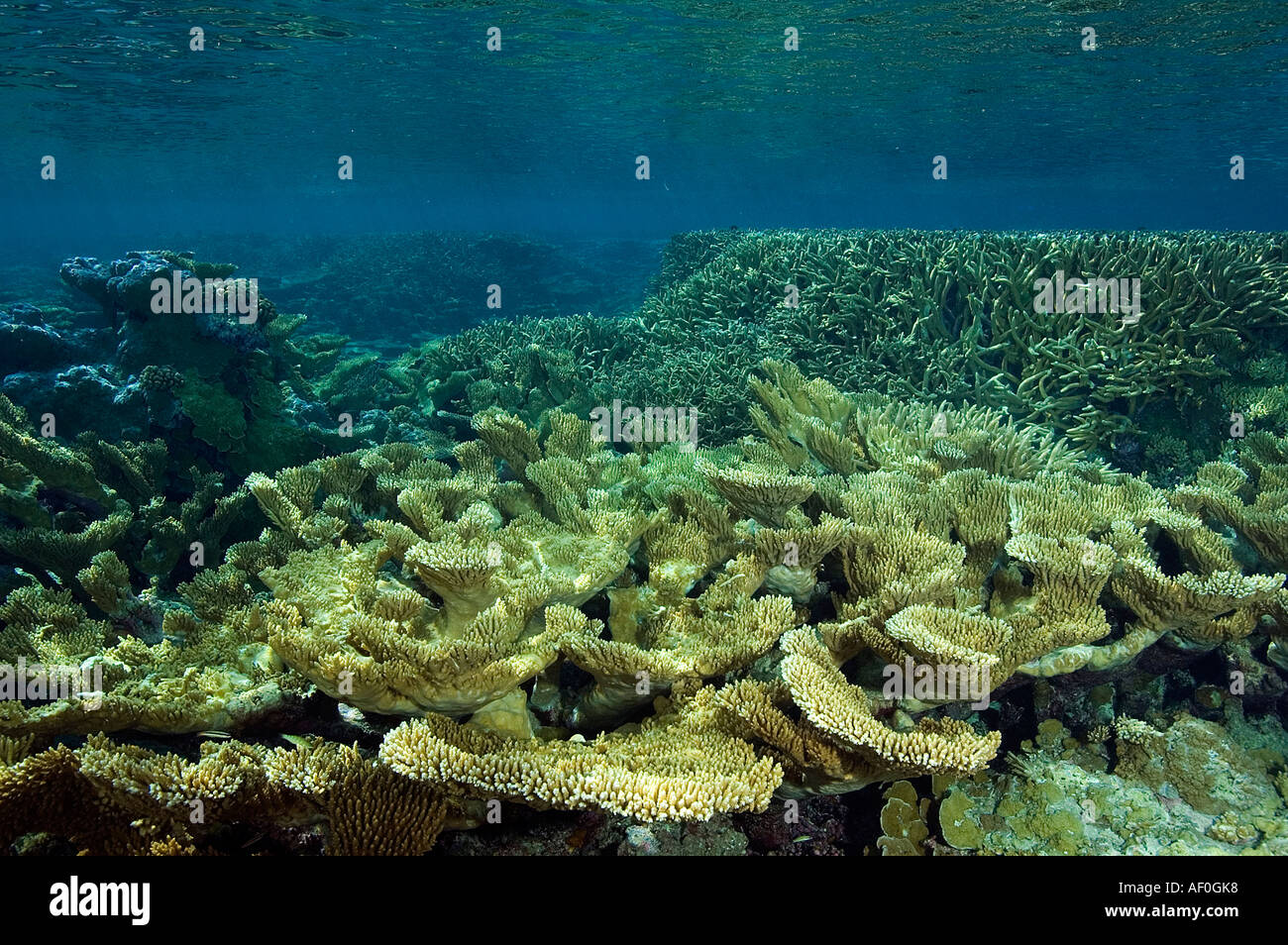 Acropora coralli nella laguna di Palmyra Foto Stock