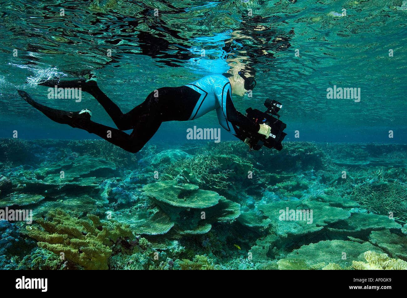 Acropora coralli nella laguna di Palmyra Foto Stock